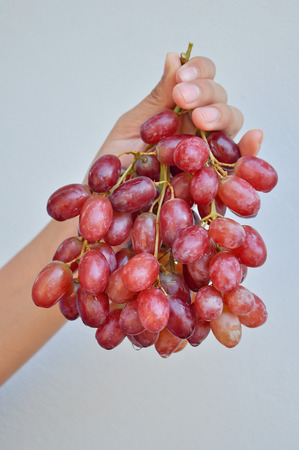 holding red grapes isolated on a gray background.の写真素材