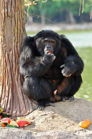Chimpanzees are intelligent animals that are similar to humans and are strong.の写真素材