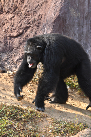 Chimpanzees are intelligent animals that are similar to humans and are strong.の写真素材