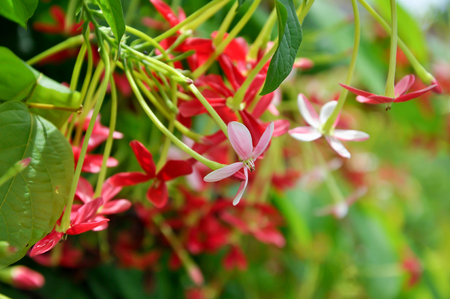 Rangoon creeper vine with red flowers and fragrant, which is found in Asia.の写真素材