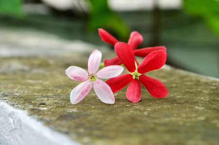 Rangoon creeper vine with red flowers and fragrant, which is found in Asia.の写真素材