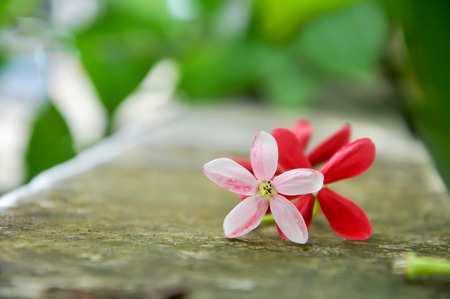 Rangoon creeper vine with red flowers and fragrant, which is found in Asia.の写真素材