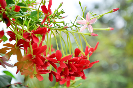 Rangoon creeper vine with red flowers and fragrant, which is found in Asia.の写真素材