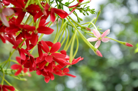 Rangoon creeper vine with red flowers and fragrant, which is found in Asia.の写真素材