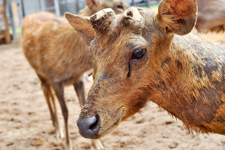 Hairs of rusa deer a rough and sparse than other deer.の写真素材