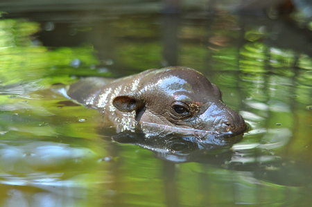 Baby pygmy hippopotamus was raising head emerged from the water to breathe.の写真素材