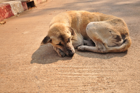 A stray dog is lying in the sun in the morning to stay warm.の写真素材