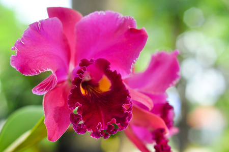 Cattleya orchid is an orchid that is a favorite of orchid growers.の写真素材