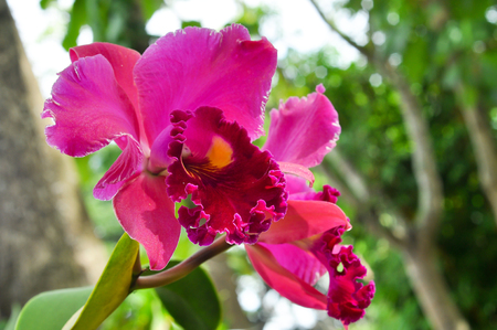 Cattleya orchid is an orchid that is a favorite of orchid growers.の写真素材