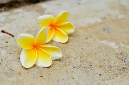 yellow plumeria flower fallen on the groundの写真素材