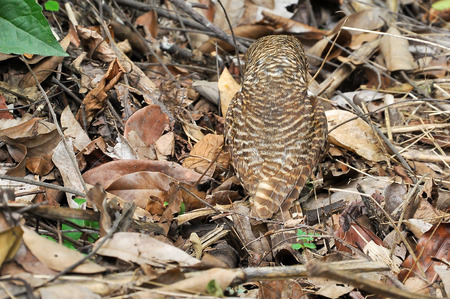 The back of the owl on the ground looking for earthworms.の写真素材