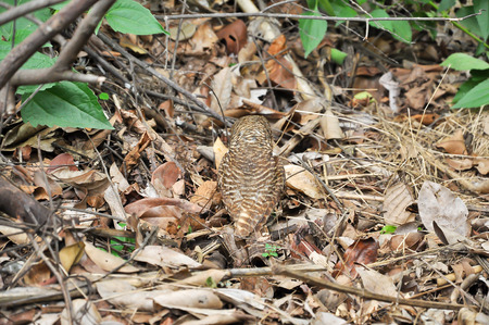 The back of the owl on the ground looking for earthworms.の写真素材
