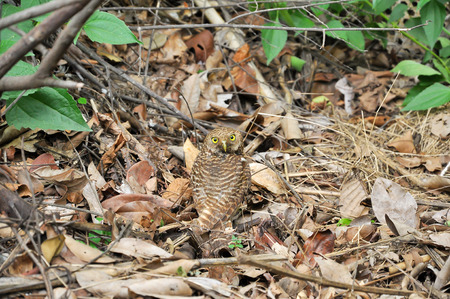 Owls are nocturnal animals that have big eyes.の写真素材