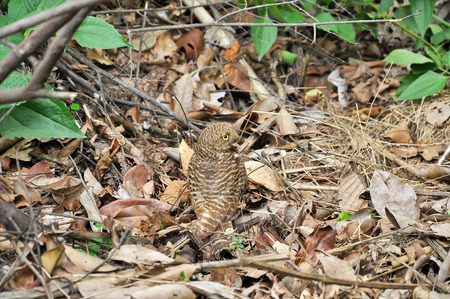 Owls are nocturnal animals that have big eyes.の写真素材