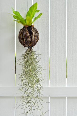 Tiny plants grow without soil were hung on the walls white.の写真素材