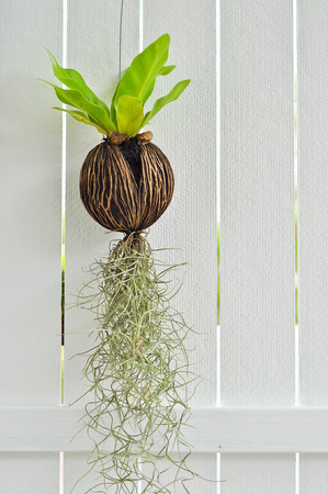 Tiny plants grow without soil were hung on the walls white.の写真素材