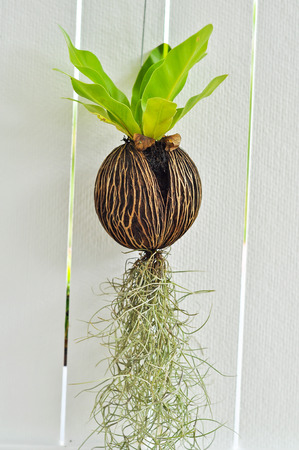 Tiny plants grow without soil were hung on the walls white.の写真素材