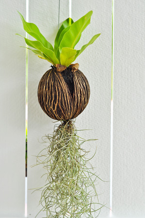 Tiny plants grow without soil were hung on the walls white.の写真素材