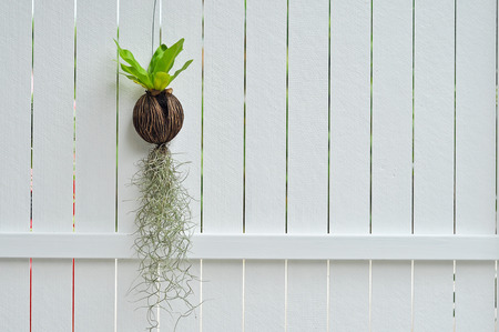 Tiny plants grow without soil were hung on the walls white.の写真素材