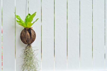 Tiny plants grow without soil were hung on the walls white.の写真素材
