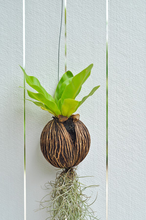 Tiny plants grow without soil were hung on the walls white.の写真素材