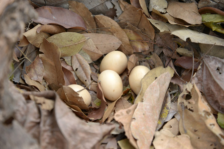 four red junglefowl eggs in the net made from leaf.の写真素材