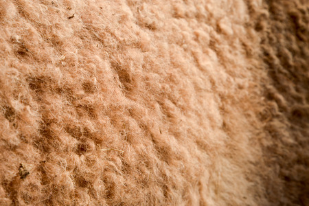 Closeup photo of dromedary hair.の写真素材