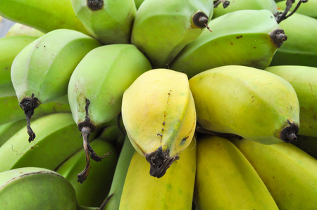 Bananas are harvested before its fruit is ripe, it is yellow.の写真素材