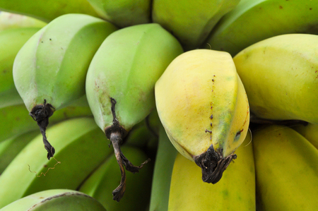 Bananas are harvested before its fruit is ripe, it is yellow.の写真素材
