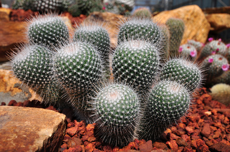 the genus Mammillaria is one of the largest of the cactus family.の写真素材