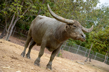 Buffalo wallowed in the mud, so it helps to prevent insect.の写真素材