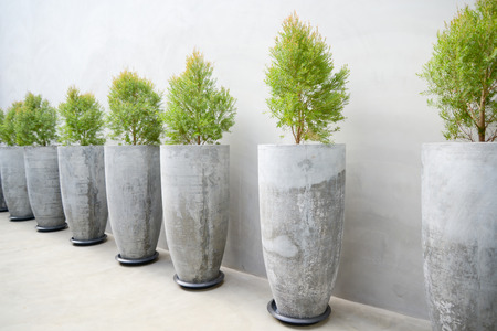 Plants in pots made of concrete. On raw concrete background.の写真素材