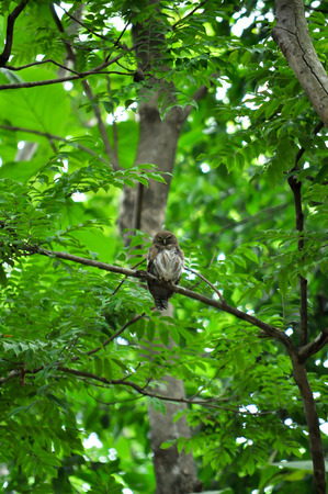 Owl perched on a tree looking for prey on the ground.の写真素材