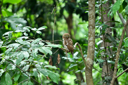 Owl perched on a tree looking for prey on the ground.の写真素材