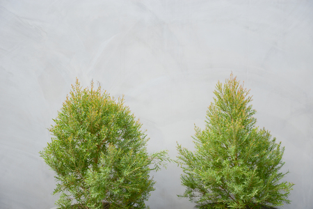 Plants isolated on raw concrete background.の写真素材