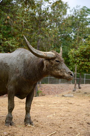 Buffalo wallowed in the mud, so it helps to prevent insect.の写真素材