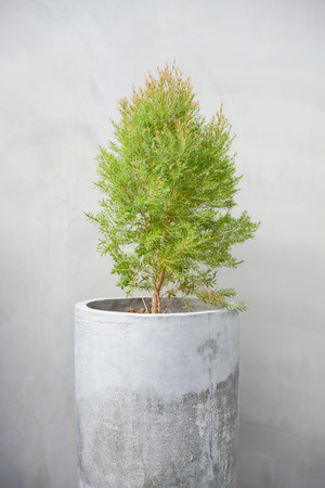 Plants in pots made of concrete. On raw concrete background.の写真素材