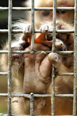 Features finger And the hand grip to climb of Gibbon.の写真素材