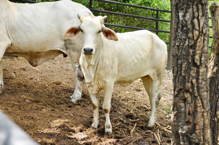 Beef cattle cross between American Brahman breed with native species.の写真素材