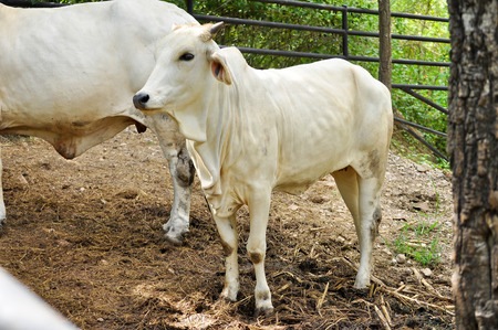 Beef cattle cross between American Brahman breed with native species.の写真素材