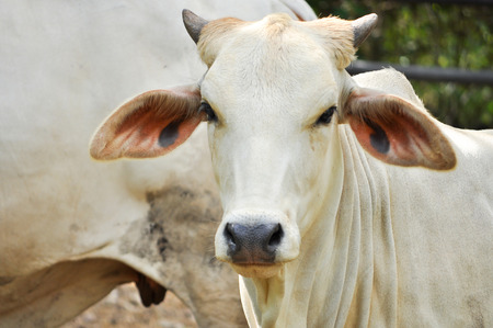 Beef cattle cross between American Brahman breed with native species.