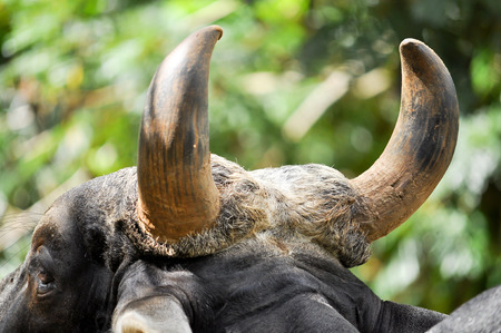 Horn of male beef cattleの写真素材