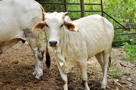 Beef cattle cross between American Brahman breed with native species.の写真素材