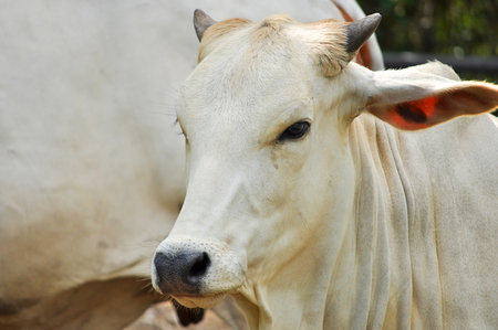 Beef cattle cross between American Brahman breed with native species.の写真素材