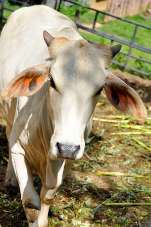 Beef cattle cross between American Brahman breed with native species.の写真素材