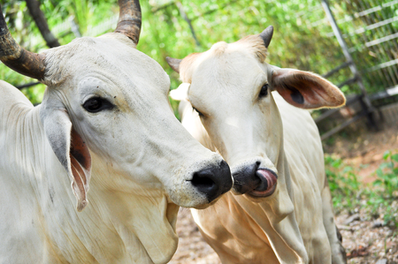 Beef cattle cross between American Brahman breed with native species.の写真素材