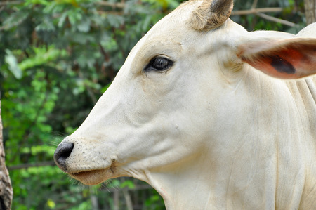 Beef cattle cross between American Brahman breed with native species.の写真素材