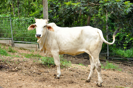 Beef cattle cross between American Brahman breed with native species.の写真素材
