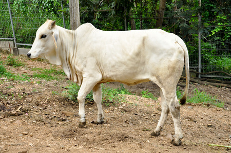 Beef cattle cross between American Brahman breed with native species.の写真素材