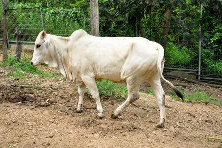 Beef cattle cross between American Brahman breed with native species.の写真素材